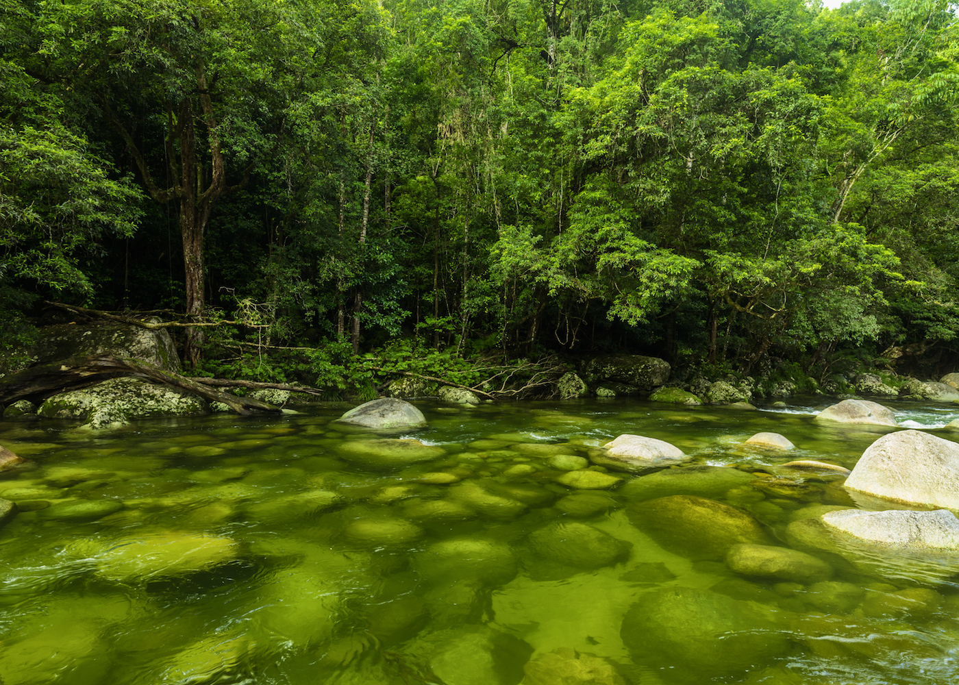 5-of-the-best-nature-walks-near-cairns-starts-at-60