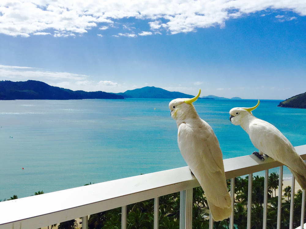 Hamilton-island-shutterstock.jpg