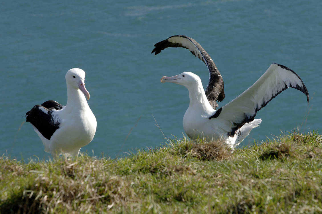 Royal Albatross Centre 03.jpg