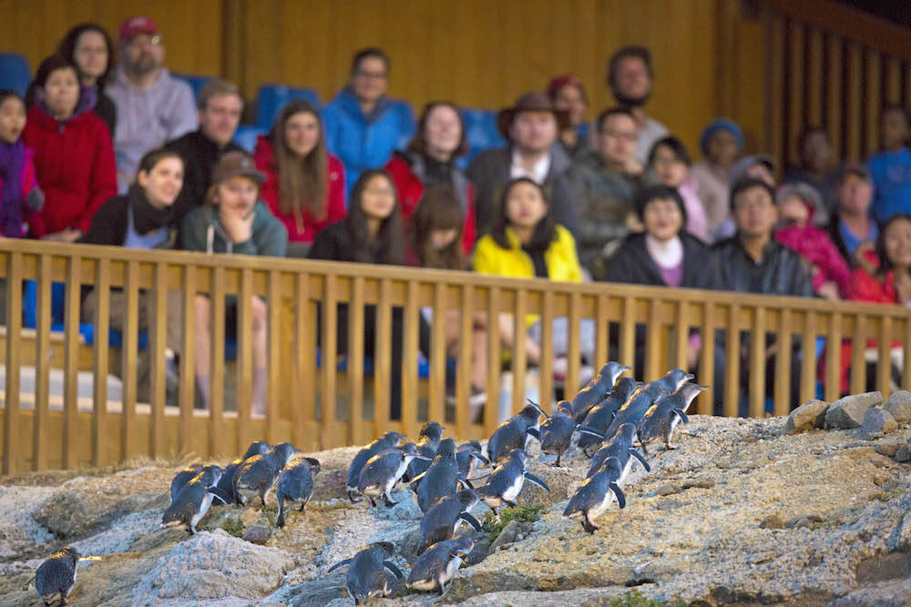 5. Oamaru Blue Penguin Colony.jpg