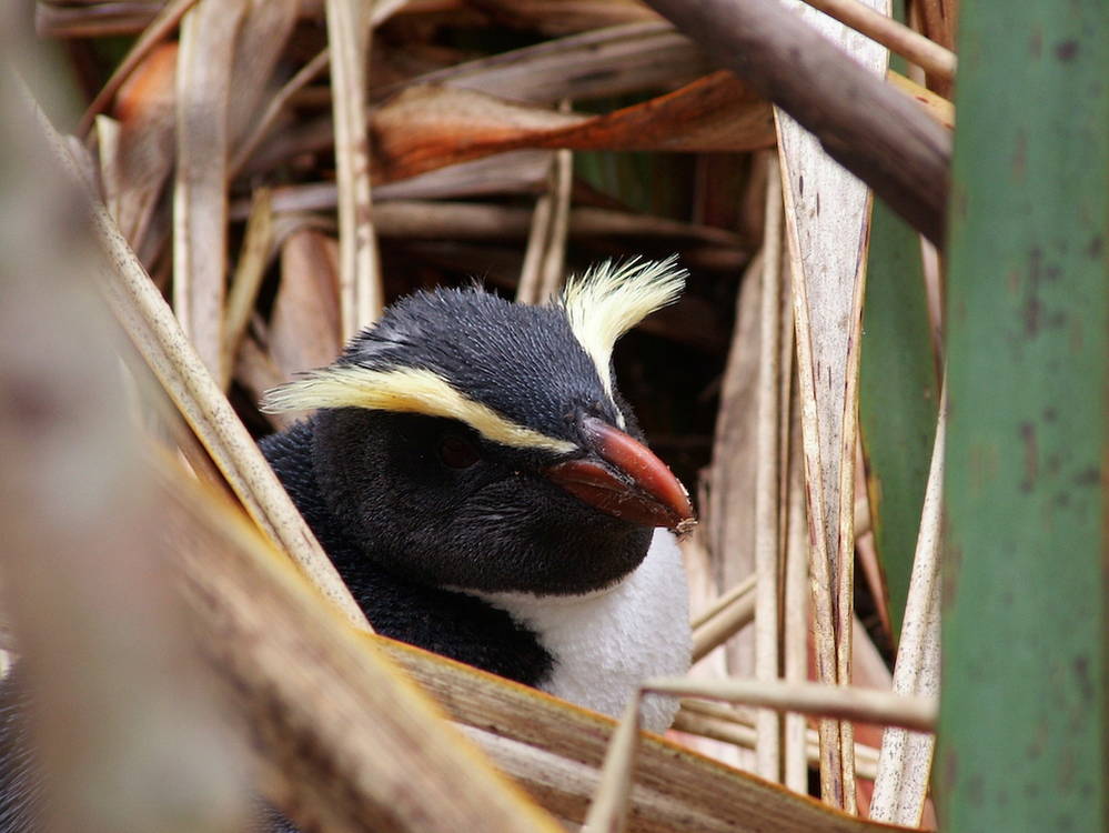 8. Fiordland Crested Penguin - Destination Fiordland.JPG