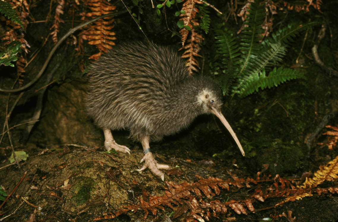 Kiwi-mark-jones-getty.jpg