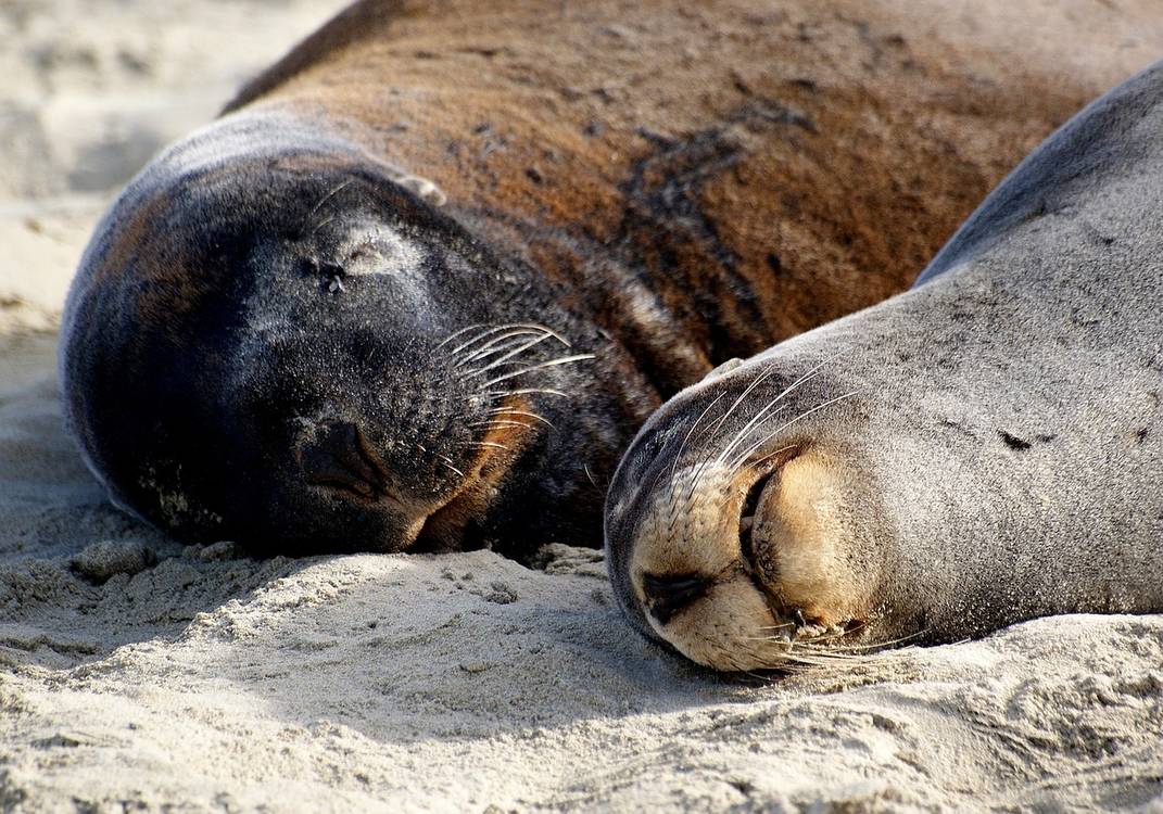 hookers-sea-lions-1744270_1280.jpg