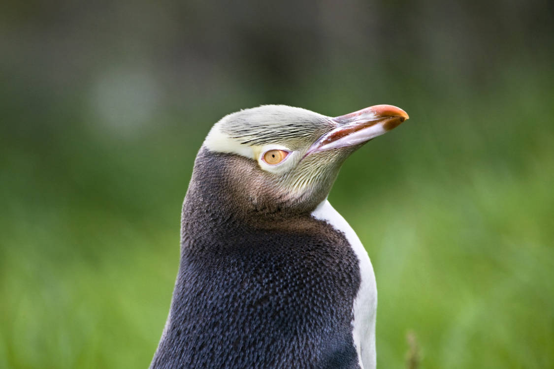 Yelloweyedpenguin-Frans-lemmens-getty.jpg