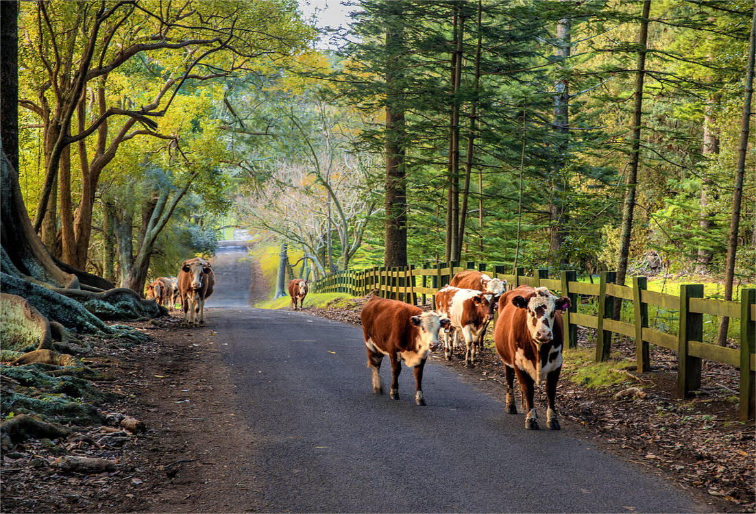 Norfolk-Island-cows-southern-lightscapes-australia-Getty-RF.jpg