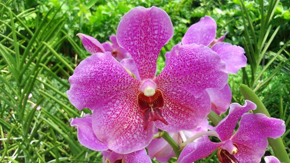 orchid-1354557_1920.jpg