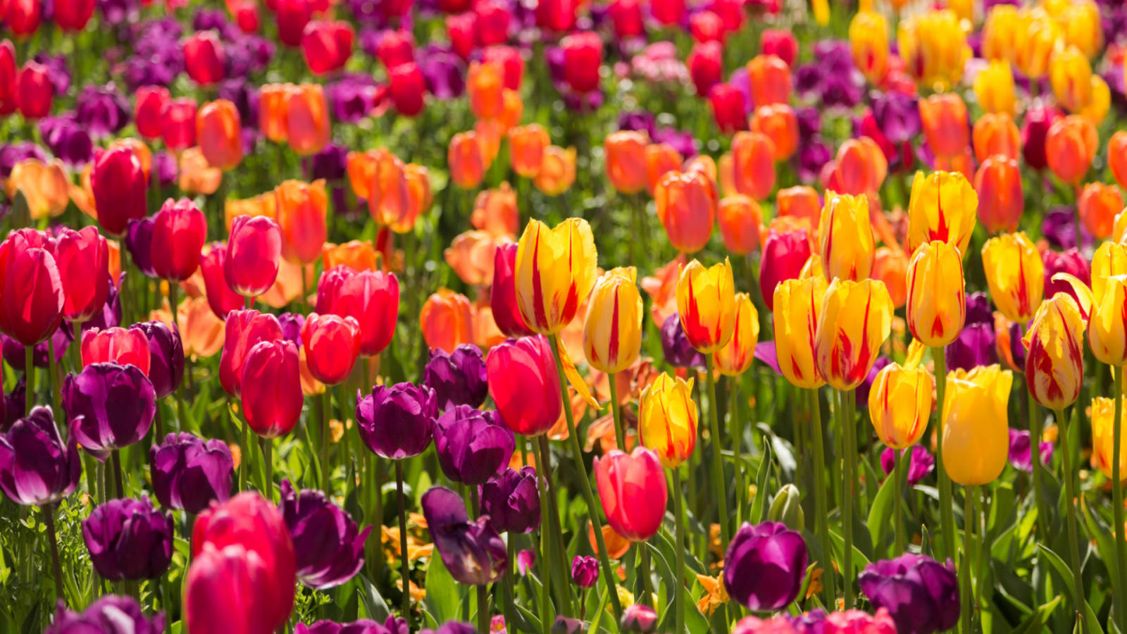 Floriade Canberra and Tulip Time Bowral - 2019 - Travel at 60